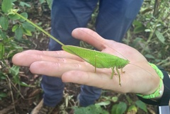 Copiphora brevirostris