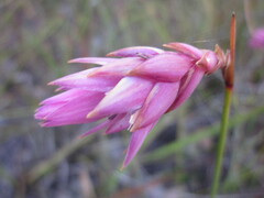 Johnsonia teretifolia