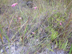 Johnsonia teretifolia