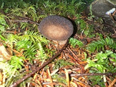 Lycoperdon nigrescens