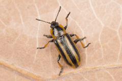 Prasocuris phellandrii