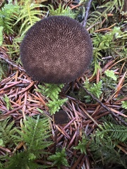 Lycoperdon nigrescens