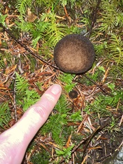 Lycoperdon nigrescens