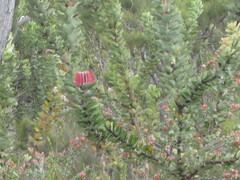 Banksia coccinea