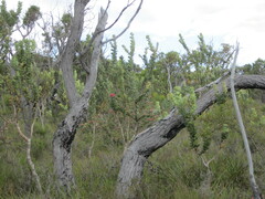 Banksia coccinea