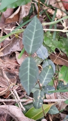 Trachelospermum