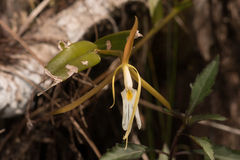 Epidendrum nocturnum