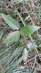 Tetrastigma hemsleyanum