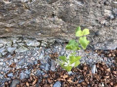 Maurandya antirrhiniflora