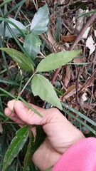 Tetrastigma hemsleyanum