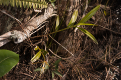 Epidendrum nocturnum