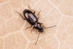 Bembidion lampros