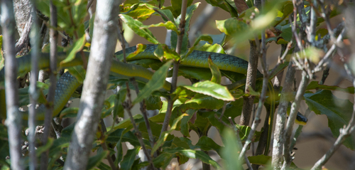 Common Tree Snake sighting
