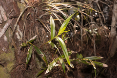 Epidendrum nocturnum