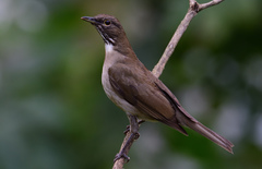 Turdus assimilis
