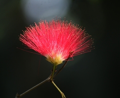 Calliandra haematocephala