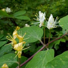 Lonicera xylosteum