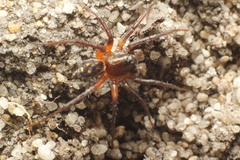 Habronestes
