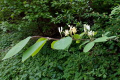 Lonicera xylosteum