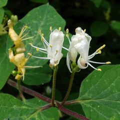Lonicera xylosteum