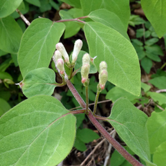 Lonicera xylosteum