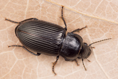 Anisodactylus signatus