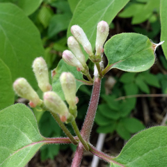 Lonicera xylosteum