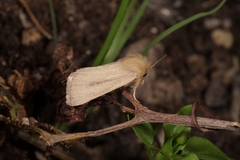 Sesamia nonagrioides