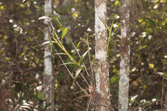 Epidendrum nocturnum