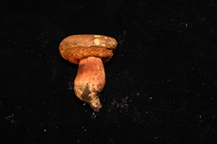 Xerocomellus truncatus