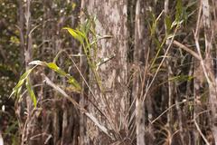 Epidendrum nocturnum