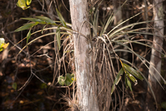 Epidendrum nocturnum