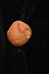 Xerocomellus truncatus