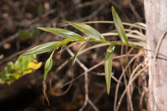 Epidendrum nocturnum