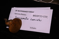 Xerocomellus truncatus