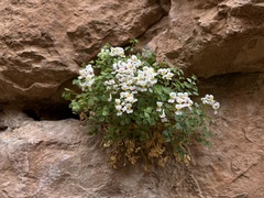 Sarcocapnos enneaphylla