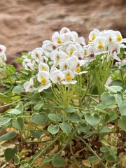 Sarcocapnos enneaphylla