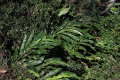 Alpinia zerumbet
