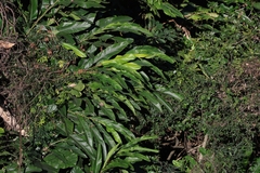 Alpinia zerumbet