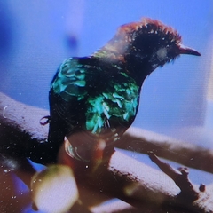 Chrysococcyx maculatus