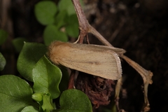 Sesamia nonagrioides