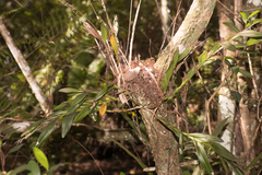 Epidendrum amphistomum