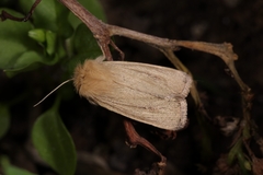 Sesamia nonagrioides