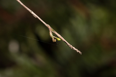 Epidendrum amphistomum