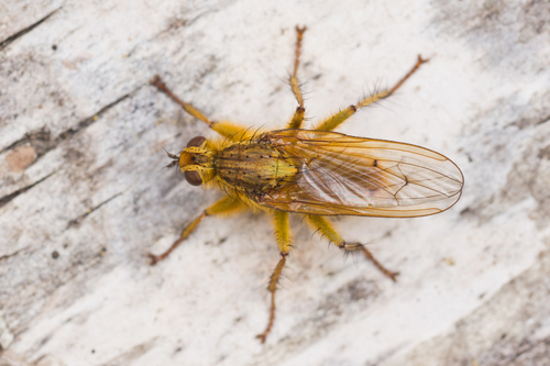 Golden Dung Fly, photo 5 of 10
