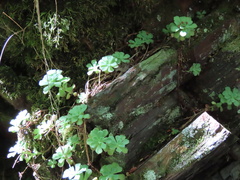 Sedum glaucophyllum
