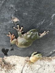 Ranoidea caerulea