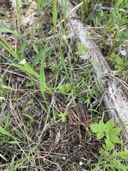 Stellaria longifolia
