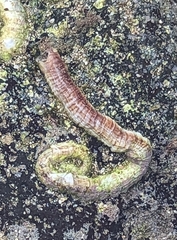 Thylacodes variabilis
