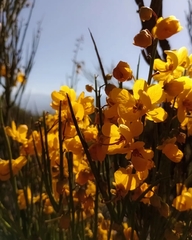 Senna aphylla